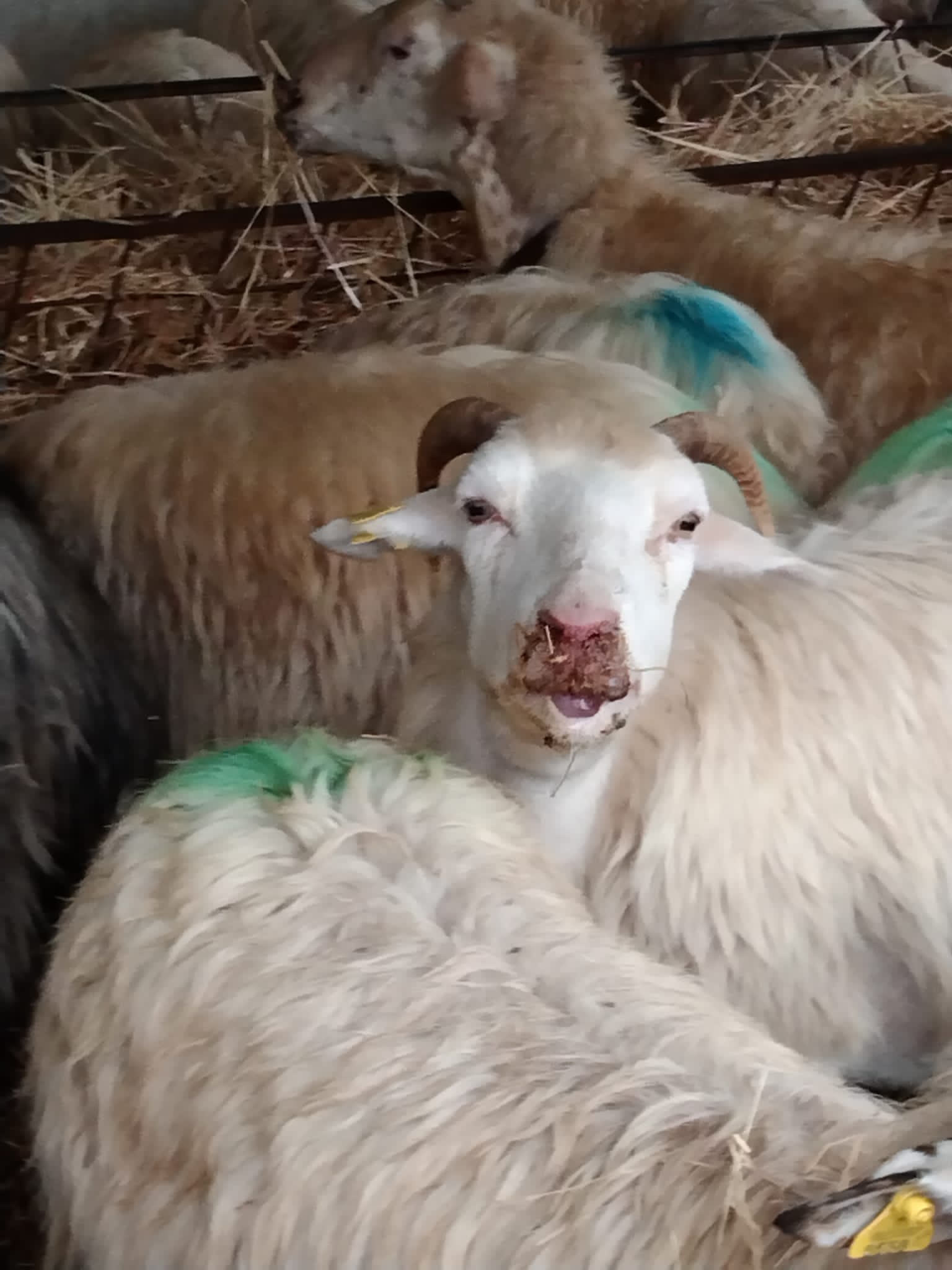 Sardegna, torna l’incubo della lingua blu: già 12 mila i capi coinvolti