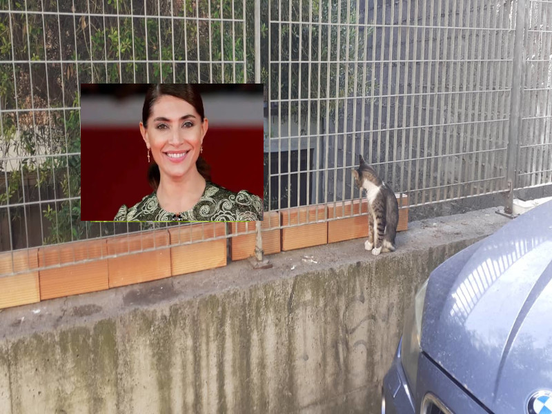 Mici in pericolo a Cagliari, scende in campo l’attrice Caterina Murino: “Vanno salvati, costruiamo un gattile”