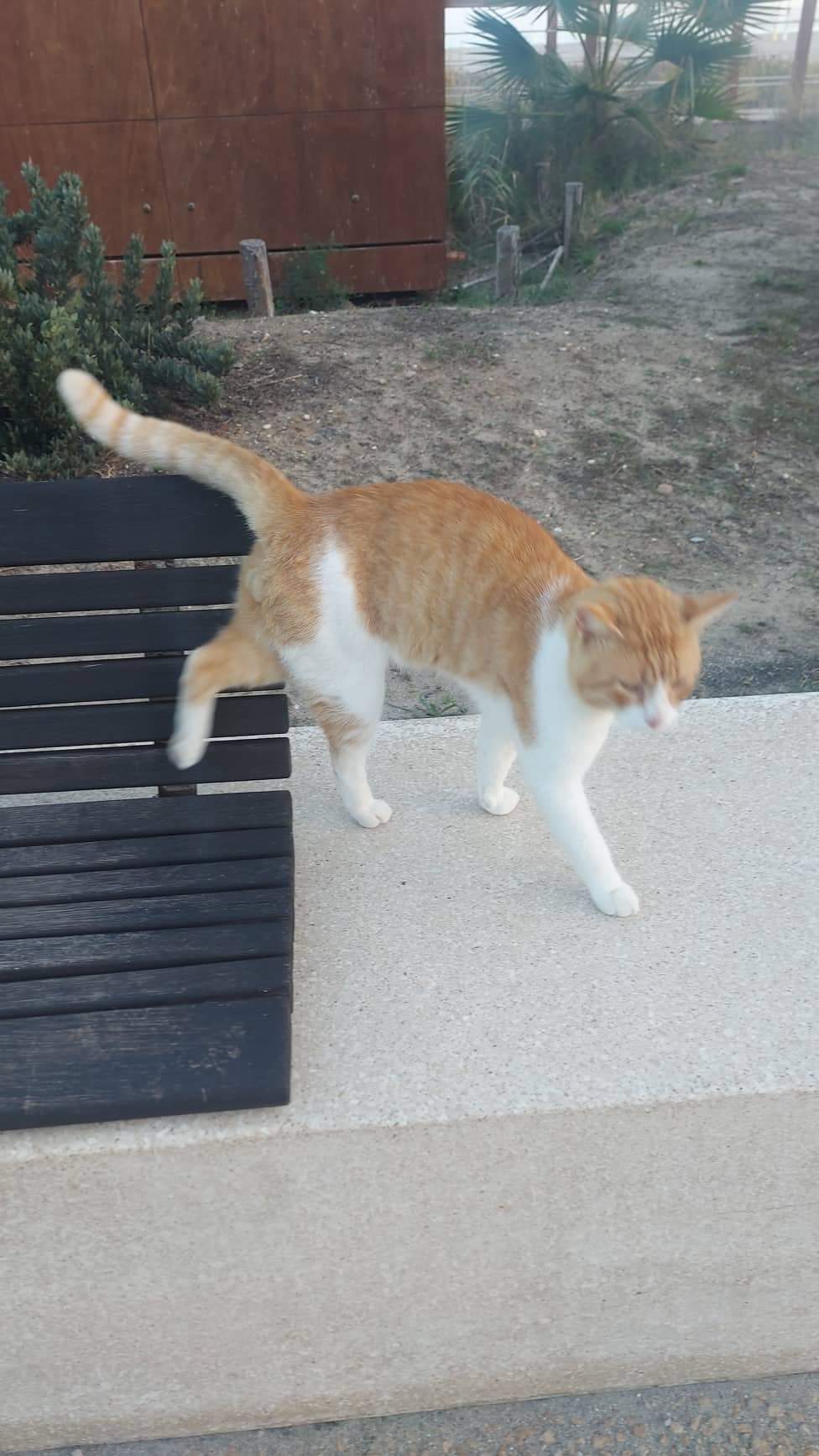 Radio Zampetta Sarda, sos al Poetto: “Gatti affamati e bisognosi di cure”