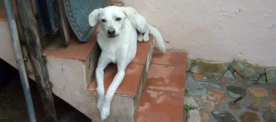 Billy è scomparso, sos a Radio Zampetta Sarda