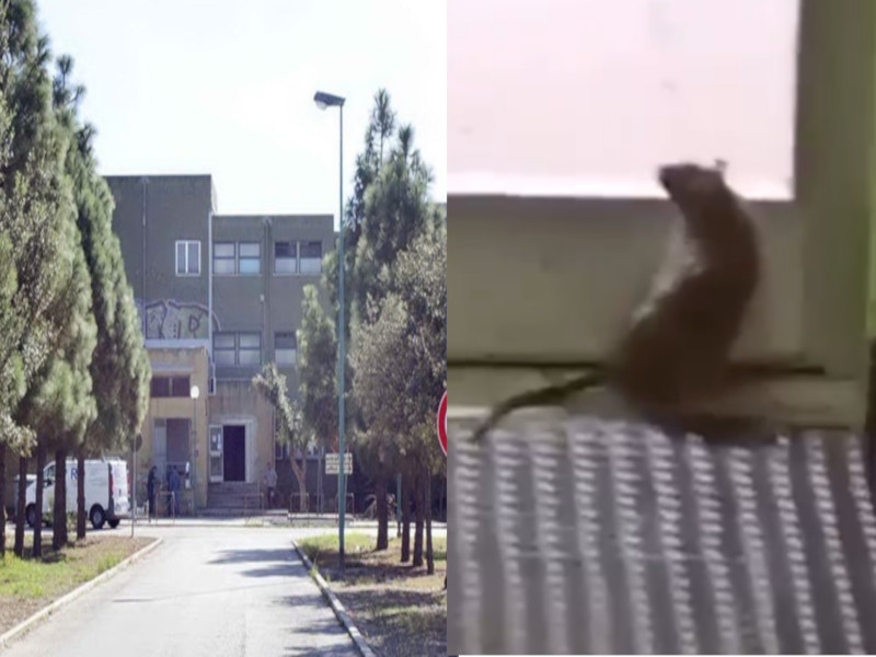 Monserrato, i topi allo Scano? “Solo in due zone circoscritte, la situazione è sotto controllo”