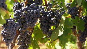 Rubano 700 kg di uva dalla vigna di una nonnina, denunciati due 50enni di Nuxis