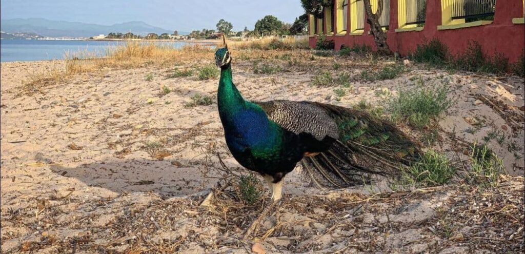 “Abbattimento dei pavoni a Monte Urpinu sono un atto doloroso ma necessario”