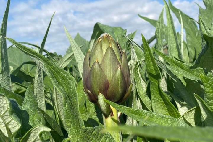 Villasor, torna la sagra del carciofo