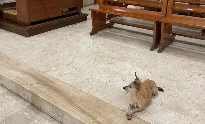 Randagio si rifugia in chiesa a Senorbì, il parroco lo accoglie e la foto diventa virale