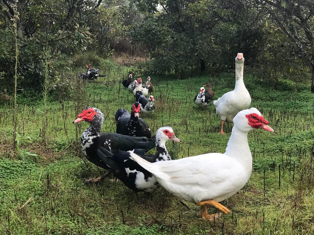 Cagliari, zero casi di aviaria sugli uccelli superstiti: Monte Urpinu verso la riapertura
