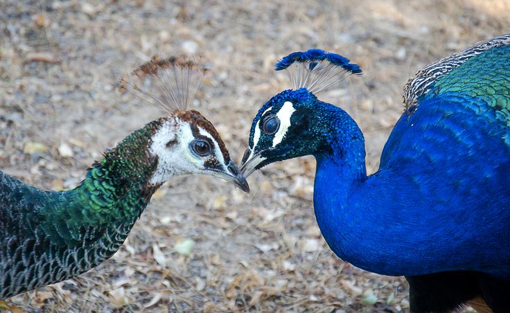 Pavoni stroncati dall’aviaria a Cagliari: “Il rischio di infezione per le persone è basso”