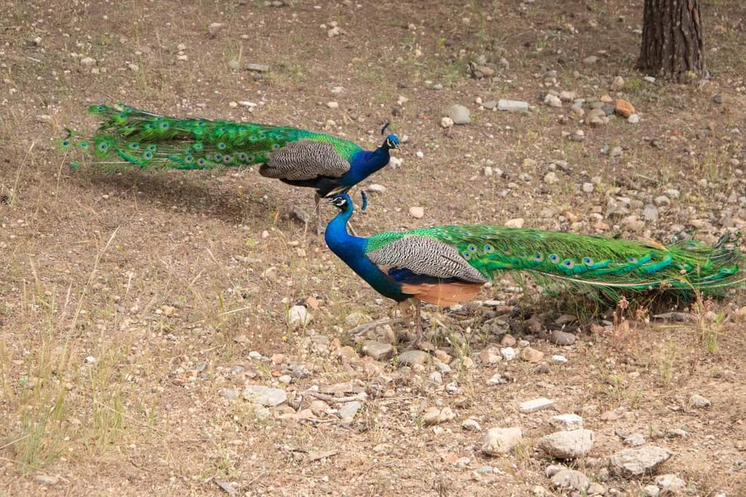 Cagliari, monta la protesta contro l’uccisione degli uccelli di Monte Urpinu: “Vanno isolati e salvati”