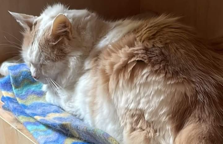 Sos a Radio Zampetta Sarda per Alvin: serve un donatore gatto, gruppo B