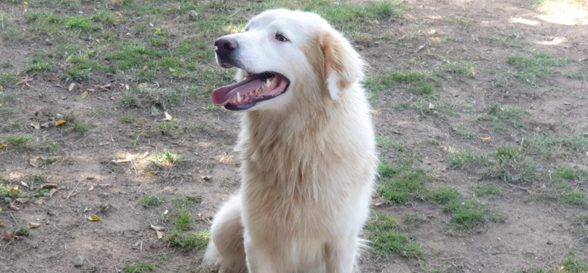 Adotta un cane dal canile di Cagliari: Filomena ti aspetta