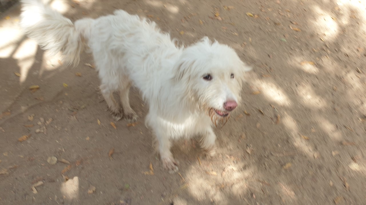 Adotta dal canile di via Po, la dolce Amanda aspetta la sua famiglia