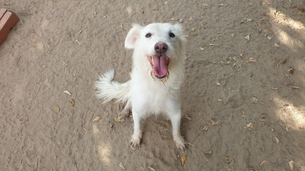 La dolce Amelia cerca casa, vi aspetta al canile di Cagliari per riempirvi di affetto