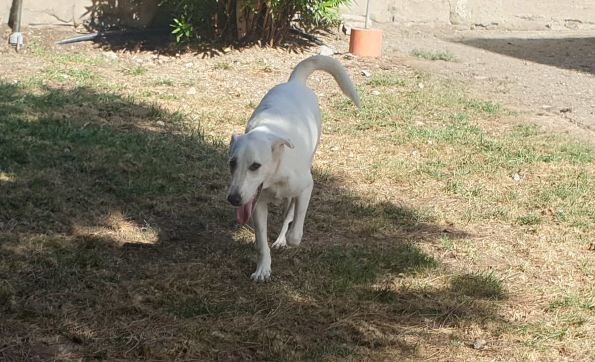 Adotta un cane dal canile di Cagliari: Hera, cucciola che ama le coccole