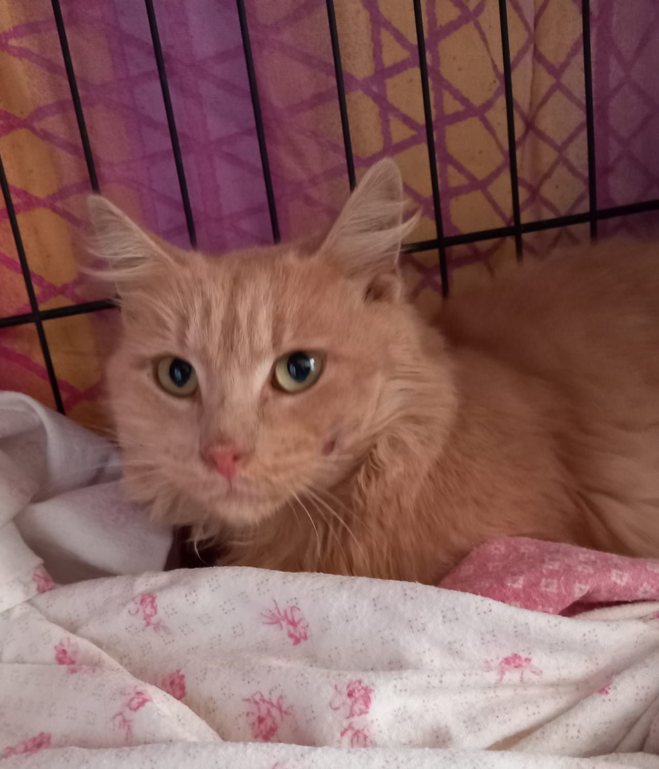 “Adozione del cuore in Sardegna per Cipria, salvato e portato in colonia”