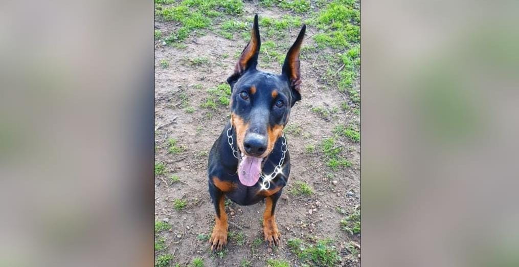 Radio Zampetta Sarda: sos per Ivy, la cagnolina che ha bisogno di cure