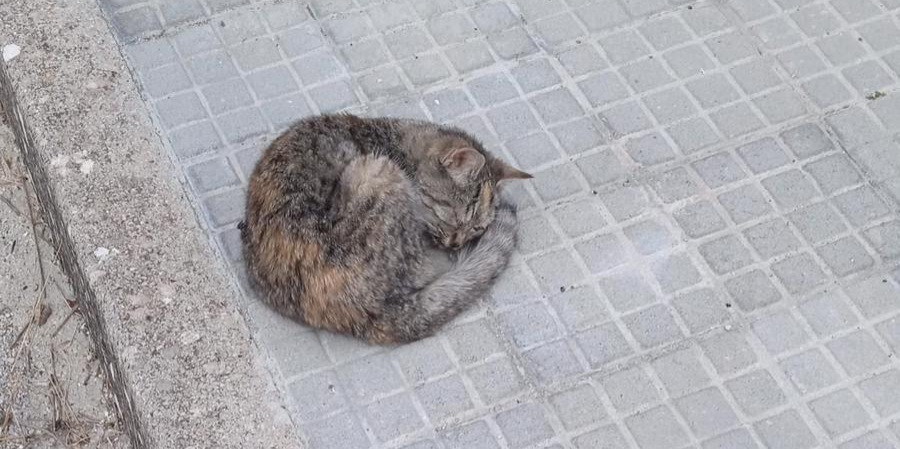 Radio Zampetta Sarda, gatta moribonda resta per giorni sul marciapiede: salvata da due volontarie