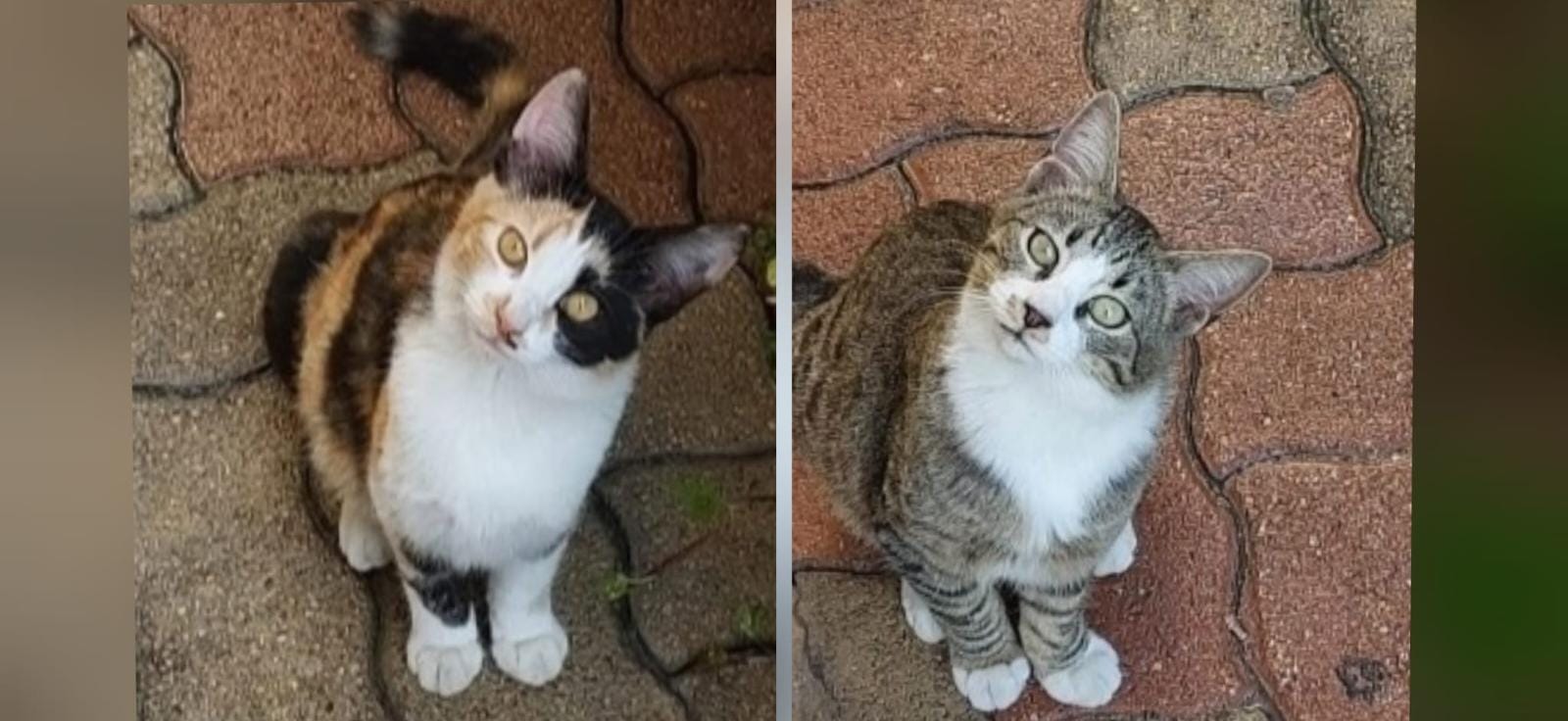 Radio Zampetta Sarda: cuccioli orfani cercano casa, la mamma è stata investita