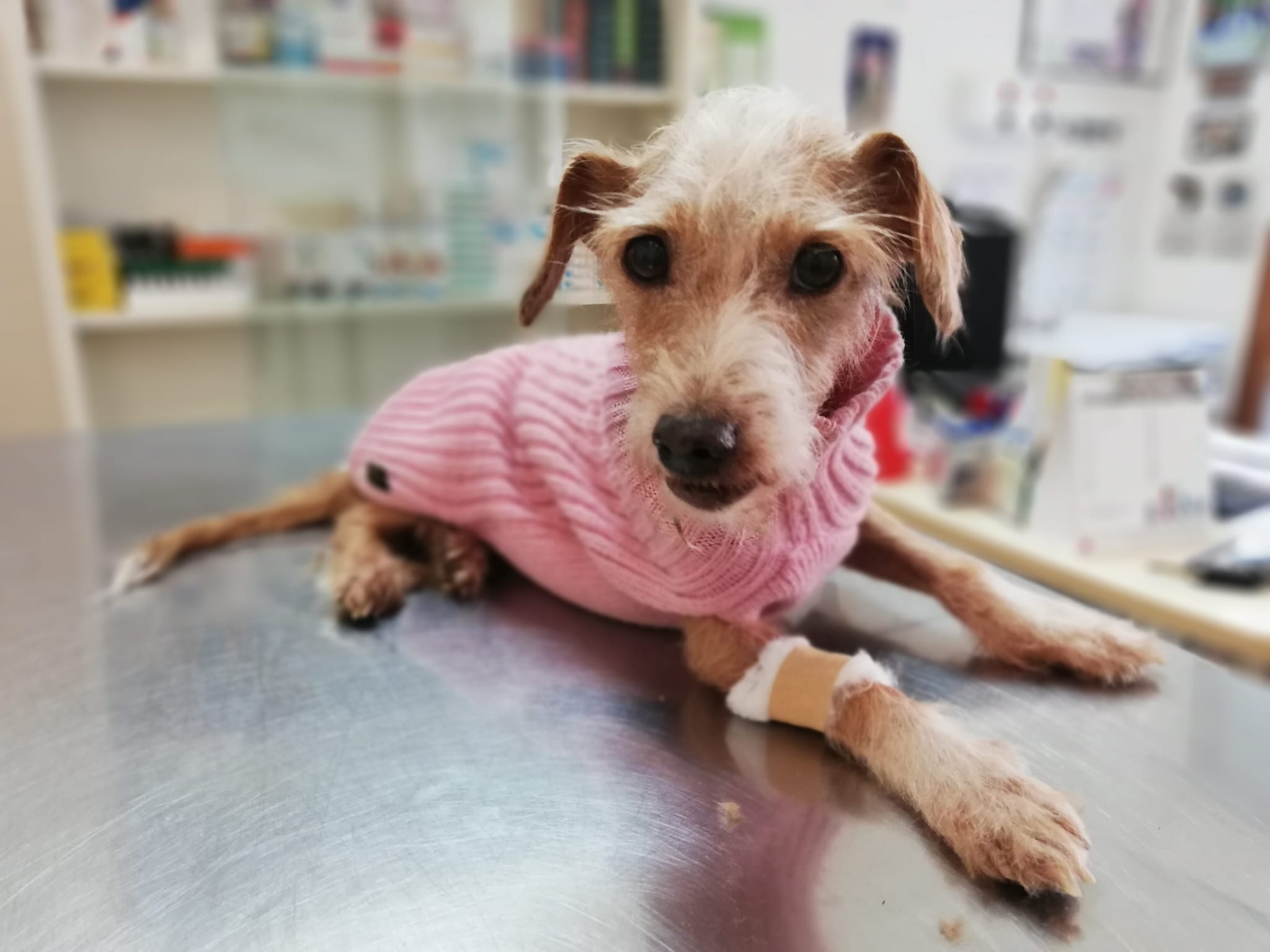 Radio Zampetta Sarda: la vecchietta Alice cerca adozione