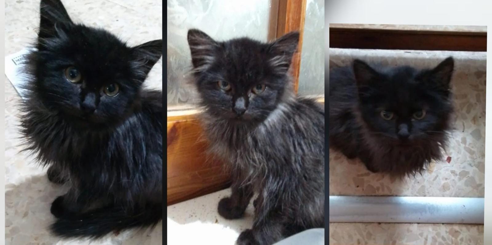 Radio Zampetta Sarda: adozione del cuore per 3 fratellini orfani