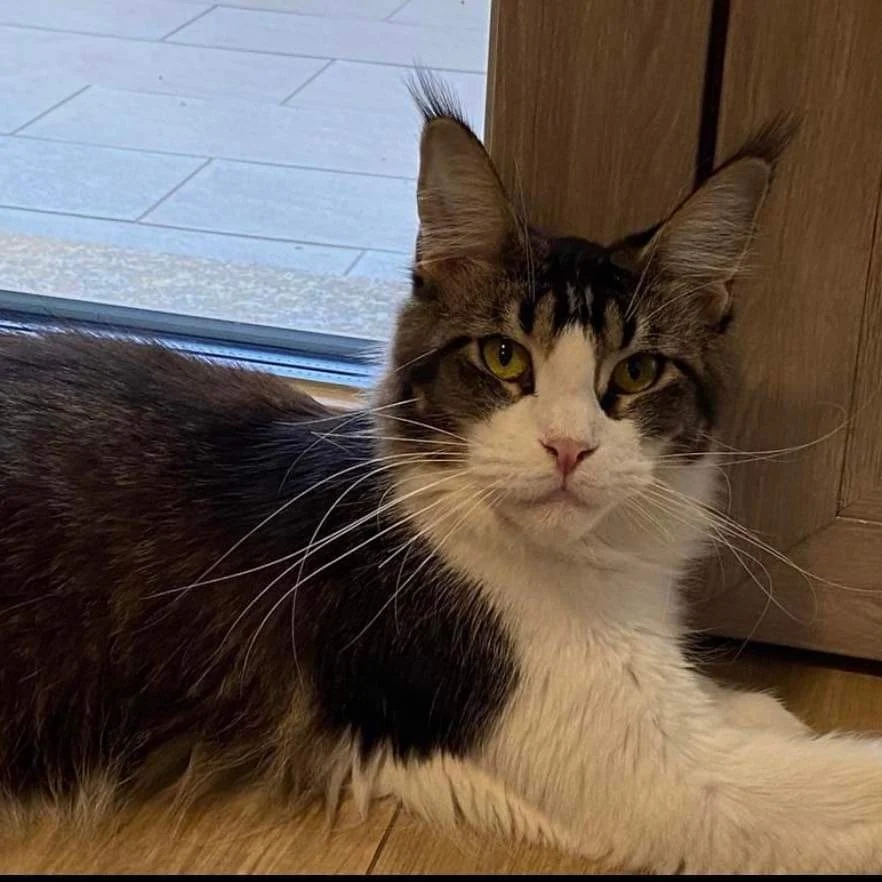 Smarrita Losanna a Cagliari, l’appello a Radio Zampetta Sarda