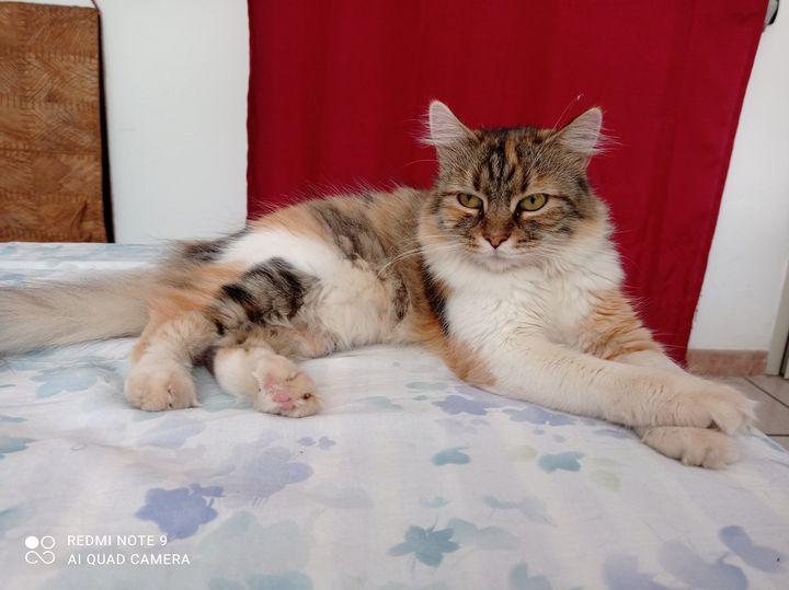 Nora si è smarrita a Cagliari, l’appello a Radio Zampetta Sarda