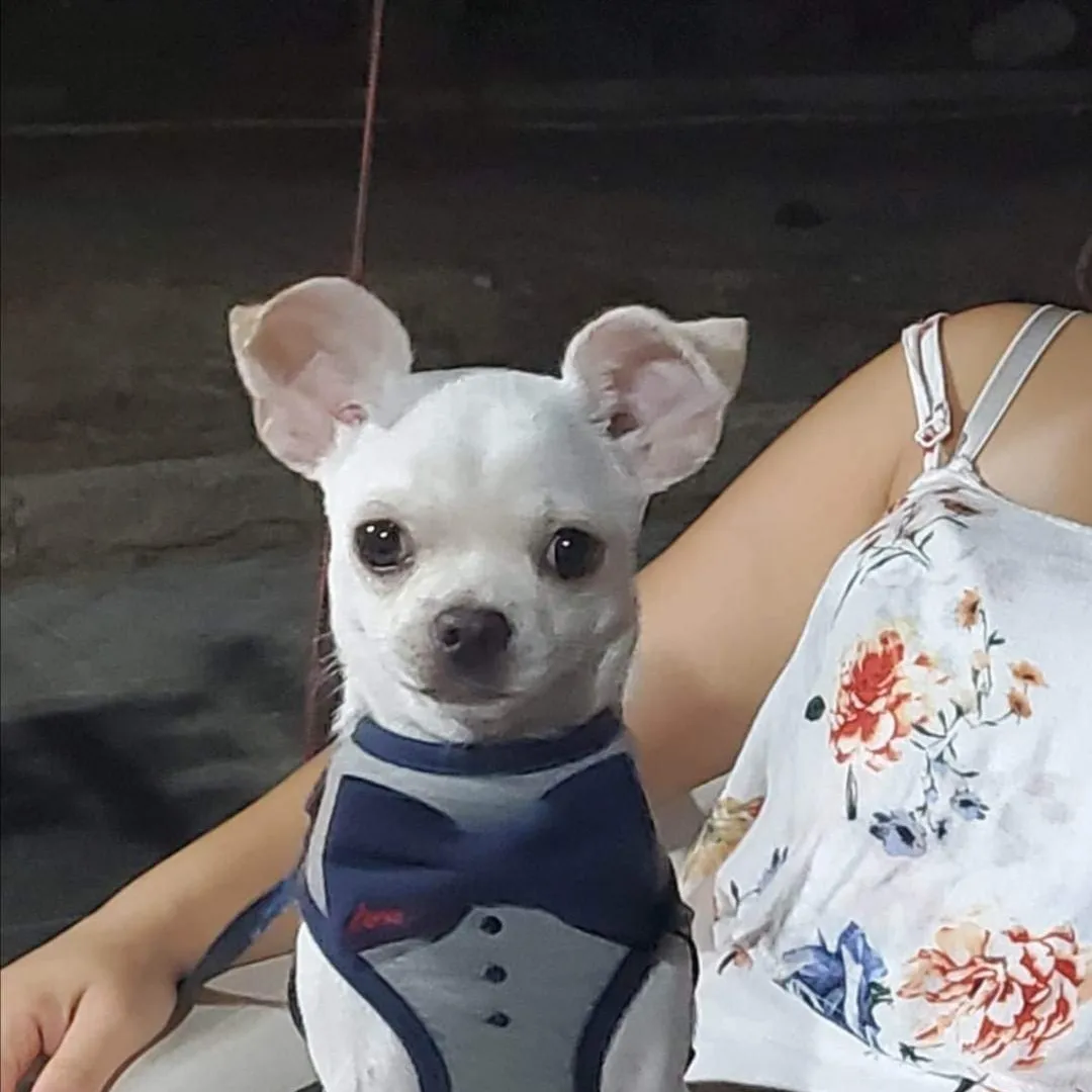 Simbrizzi, appello urgente: è sparito il bellissimo chihuaha Miguel, aiutateci a ritrovarlo