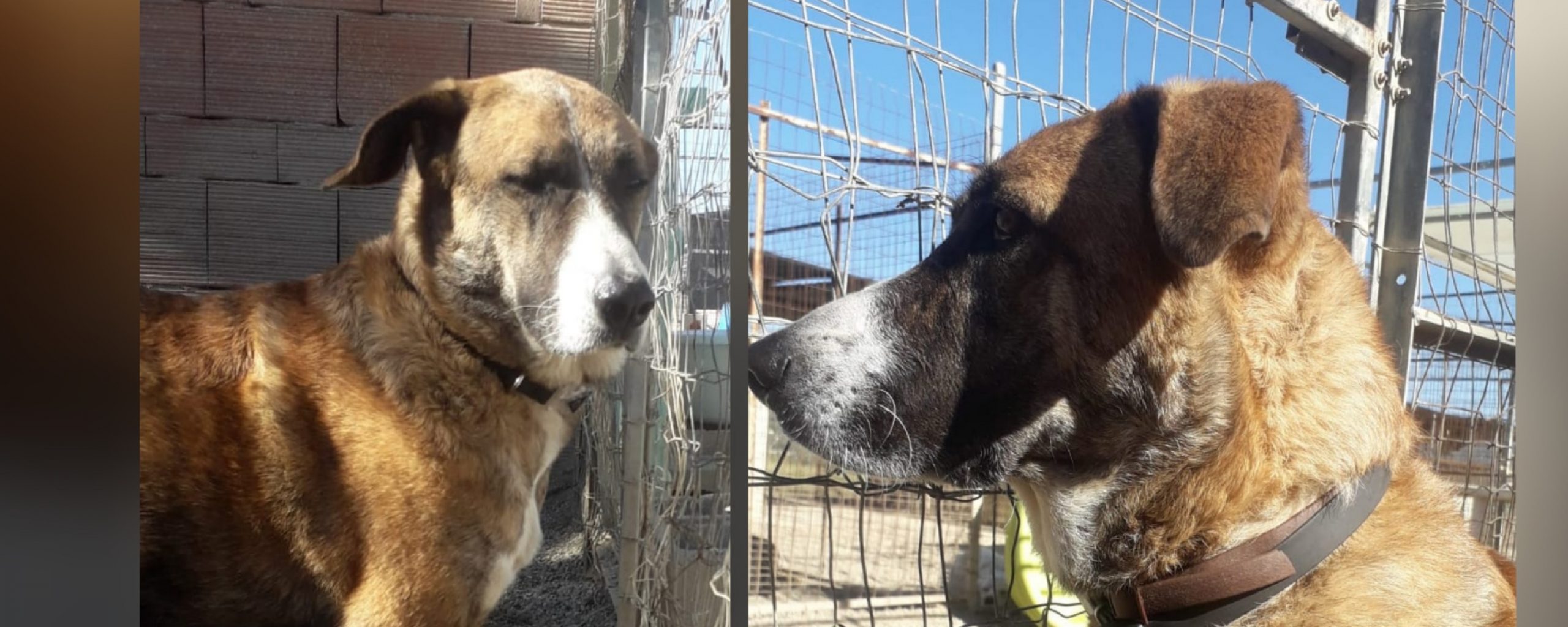 Emanuela a Radio Zampetta:” Lù dopo anni di violenze merita amore e una vera adozione”