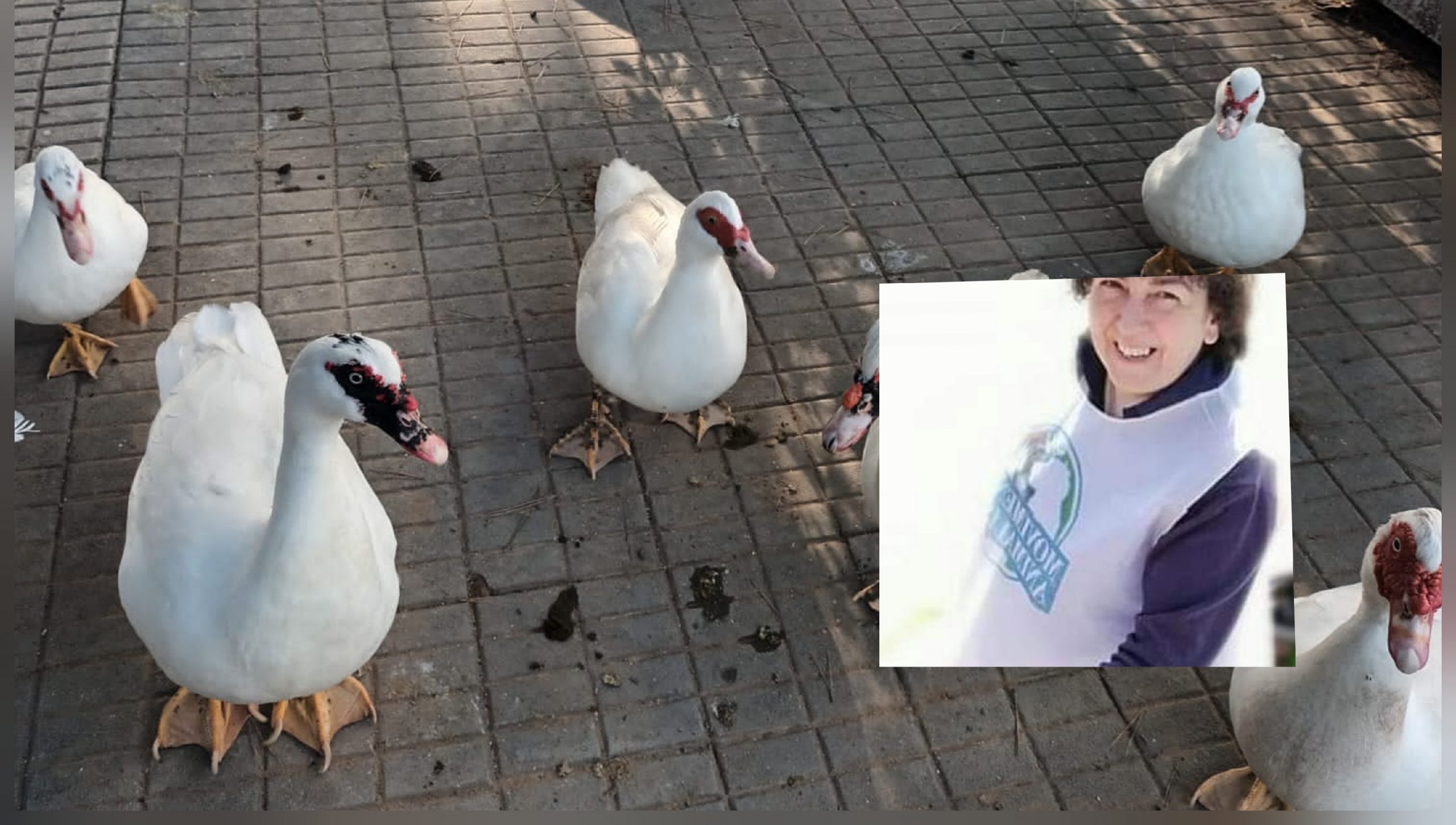 Radio Zampetta Sarda, appello degli animalisti al Noe per bloccare “la mattanza a Monte Urpinu”