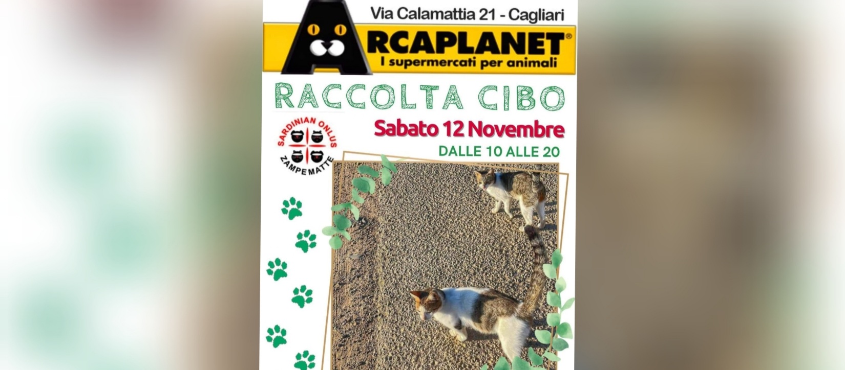 Raccolta alimentare per i 300 randagi di Zampe Matte