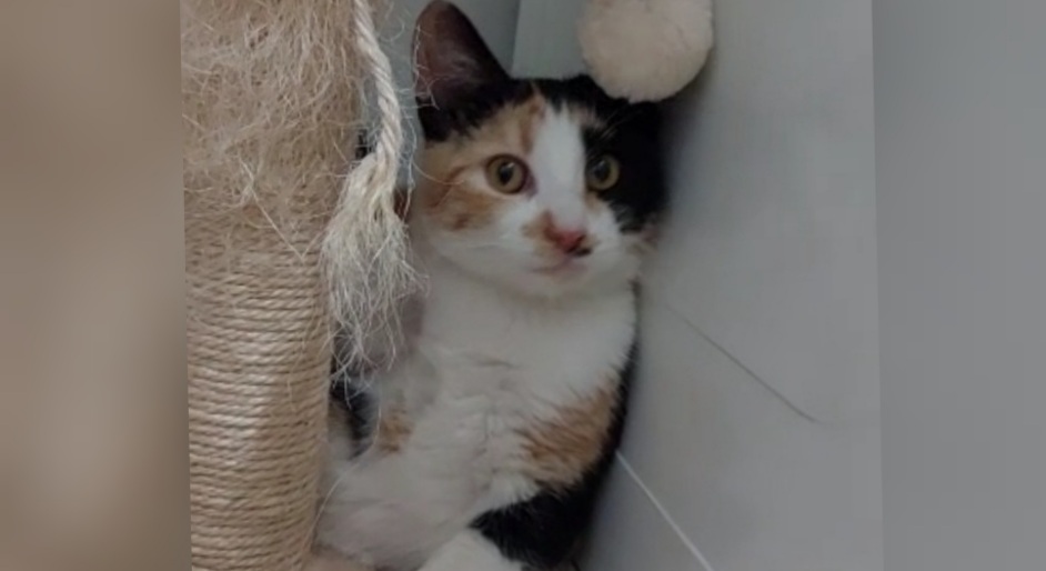 Radio Zampetta Sarda, cercasi casa per la dolcissima Sole