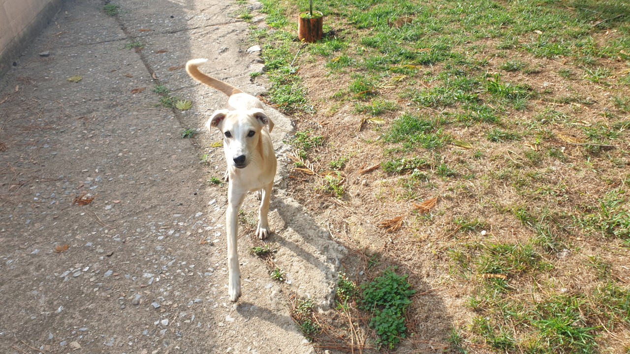 Adotta un cane dal canile di Cagliari: Rosy, cucciola mix levriero vi aspetta