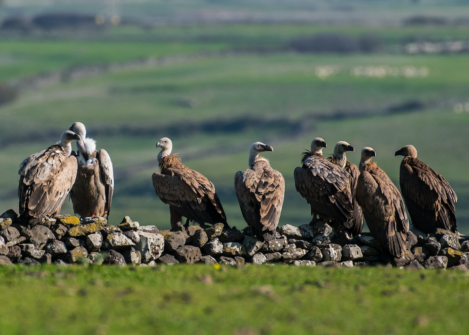 Sardegna, cresce il numero dei grifoni: la stima aggiornata è di 316-338 individui