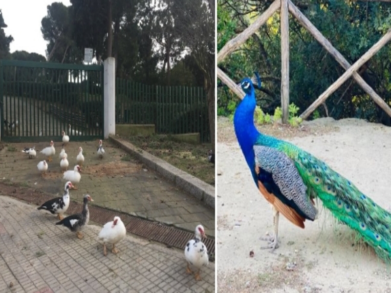 Cagliari, focolaio di aviaria a Monte Urpinu: “Saranno abbattuti tutti gli uccelli del parco”