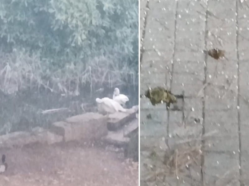 Non solo aviaria, parco nel degrado: a Monte Urpinu guano, cartacce e foglie marce nel fiumiciattolo (VIDEO)