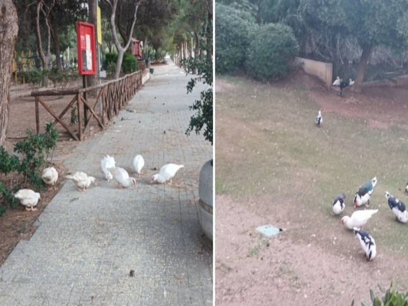 Cagliari, la protesta non ferma l’Asl: “240 uccelli già abbattuti a Monte Urpinu, andiamo avanti”