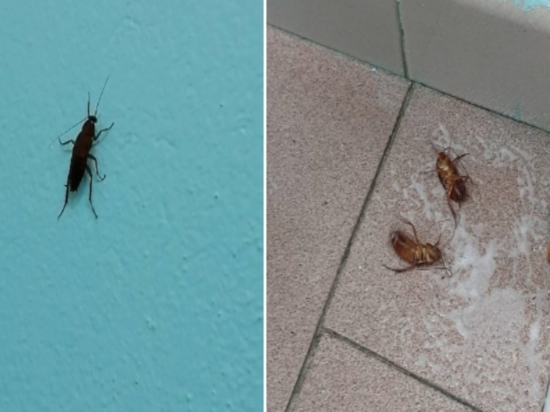 Sinnai, dopo due mesi scatta la disinfestazione nella scuola dell’infanzia: addio blatte