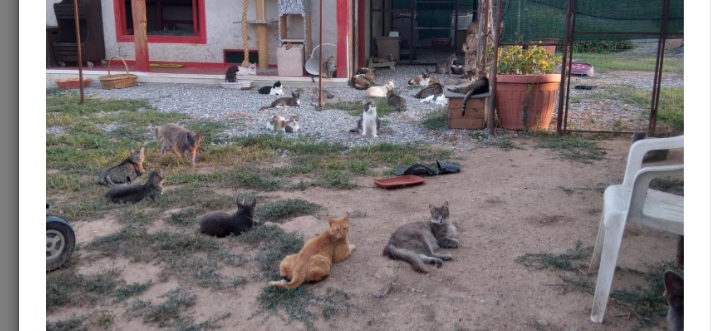 Quartu, sos a Radio Zampetta Sarda: “Servono cibo e coperte per oltre 300 gatti”