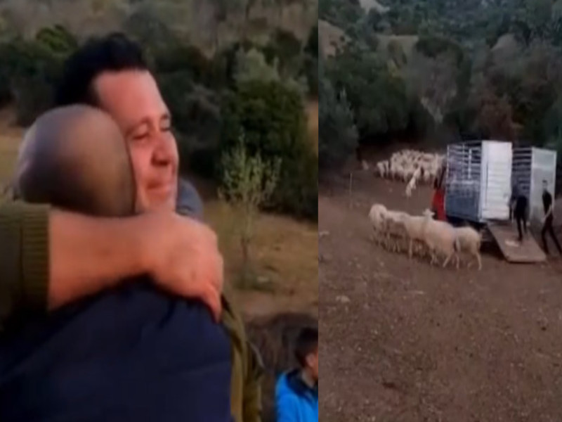 Gli sgozzano tutte le pecore, pastore sardo salvato dalla paradura dei colleghi: “Potrò nuovamente lavorare”