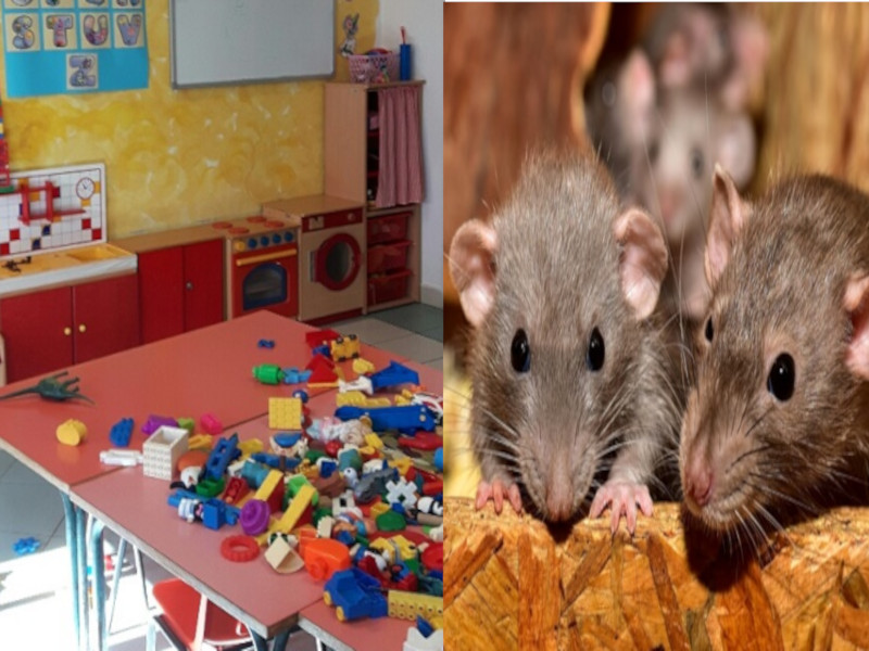 Emergenza topi a Quartu, sbarrata la scuola dell’infanzia di via Fadda