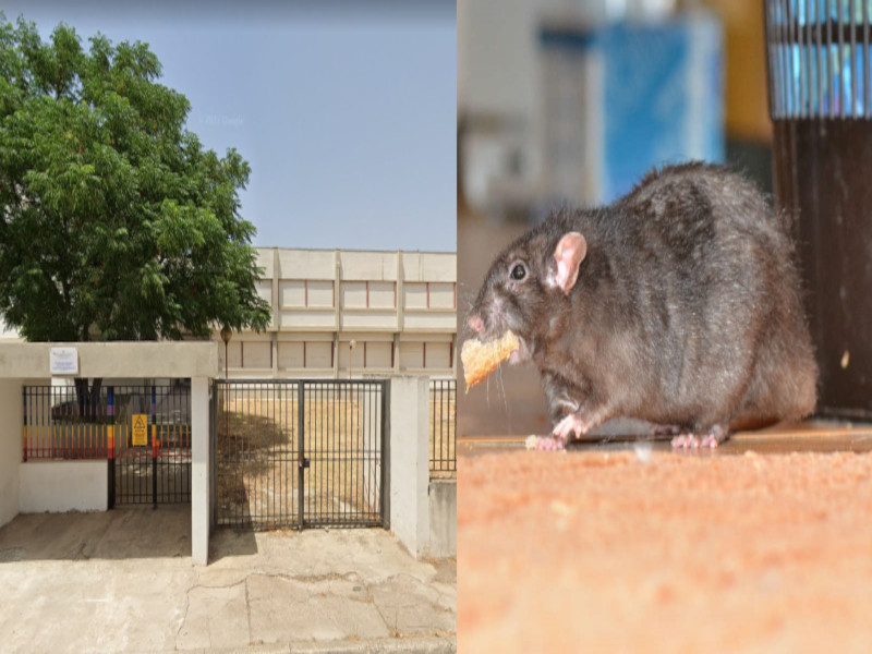 Emergenza topi, a Quartu chiude la scuola di via Bach: alunni e docenti a casa