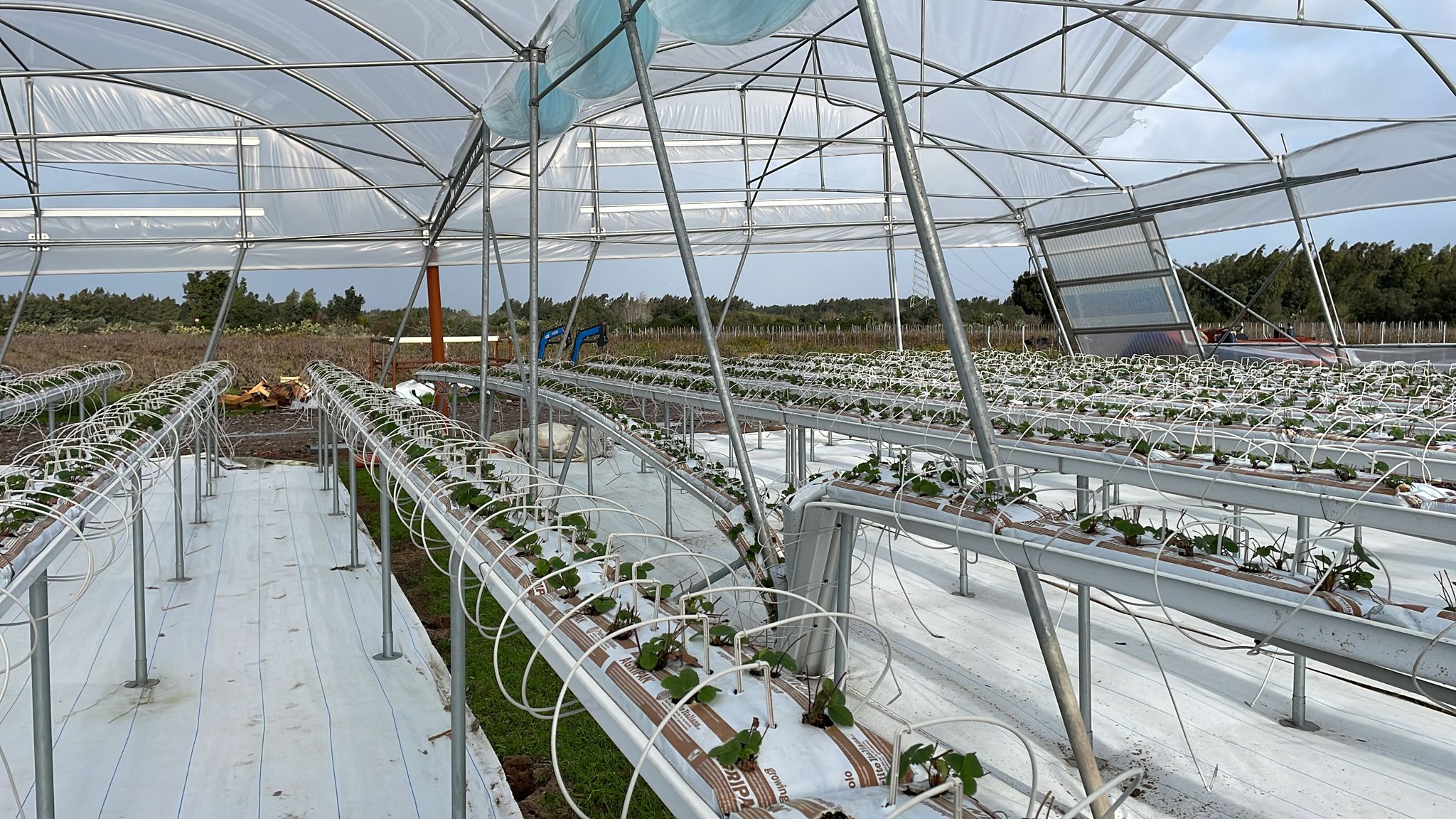 Effetti del maltempo in Sardegna: serre scoperchiate e alberi spezzati