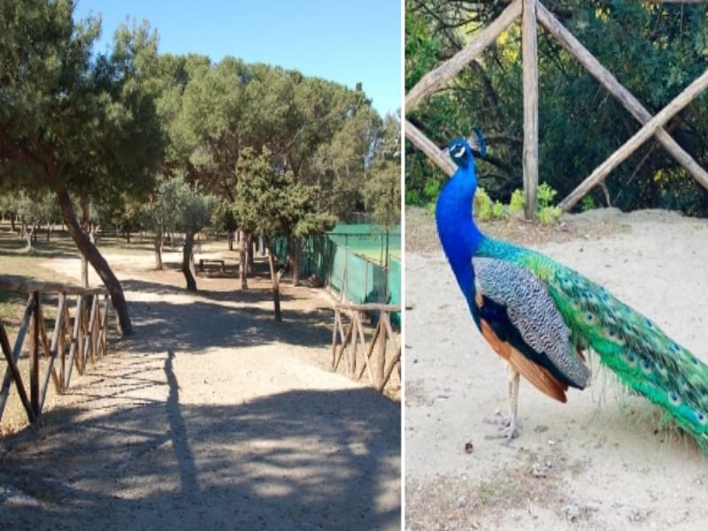 Allarme aviaria a Cagliari, l’Asl chiude tutto il parco di Monte Urpinu