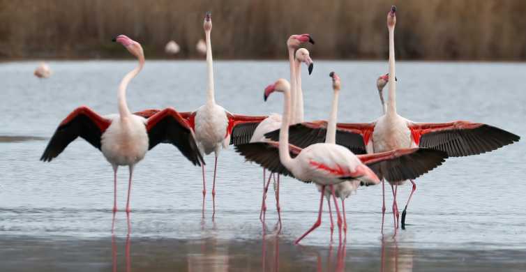 Cagliari, niente aviaria a Monte Claro e Molentargius: in salvo anatre e fenicotteri