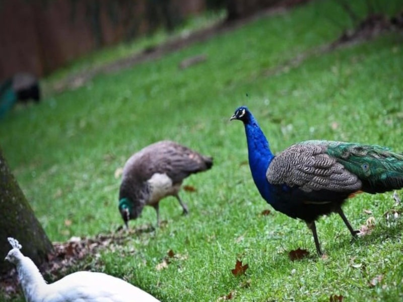 Aviaria a Cagliari, addio anche agli ultimi 60 uccelli di Monte Urpinu: gli abbattimenti nei prossimi giorni