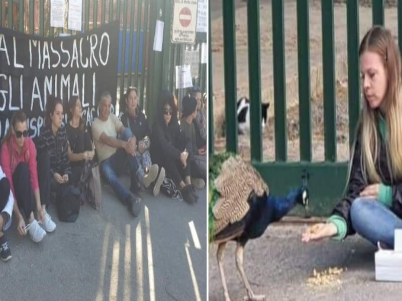 Cagliari, Truzzu: “Sospesi gli abbattimenti degli animali al parco di Monte Urpinu”