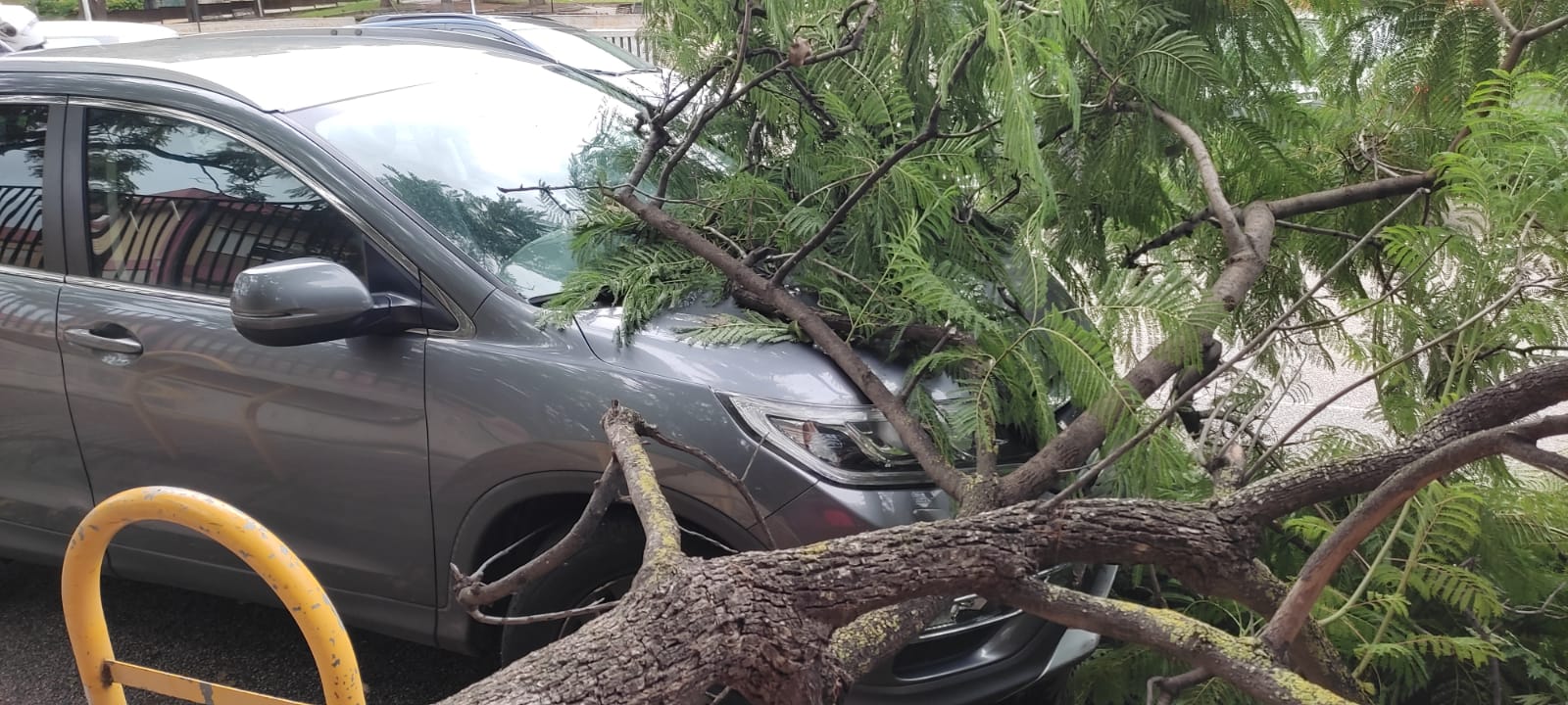 Cagliari, paura in via Brianza: ramo di un albero si stacca e crolla su un’auto