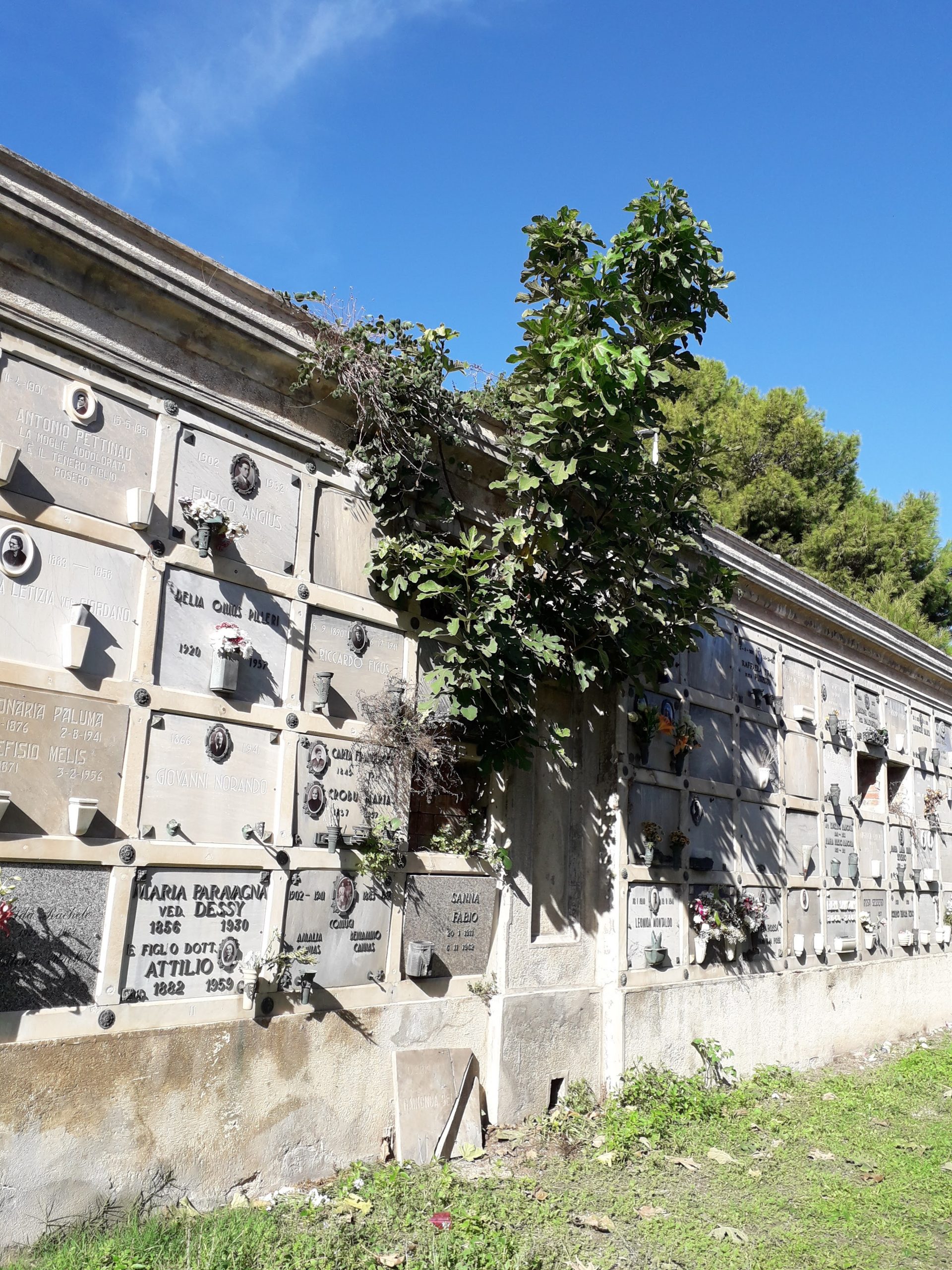 “Altro che cimitero monumentale: a Bonaria, tra i loculi, nascono anche gli alberi di fico”