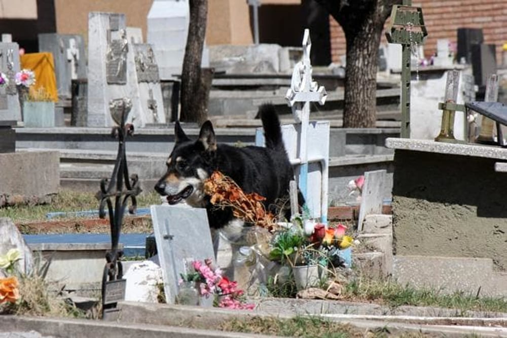 A Quartu foto e cani vietati dentro il cimitero: “Multe per chi sgarra”