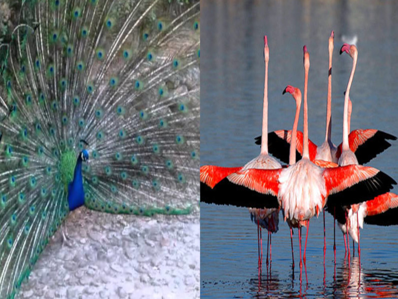 Aviaria a Cagliari, ora tremano tutti i parchi: “Faremo controlli anche in tutti gli stagni e gli allevamenti”