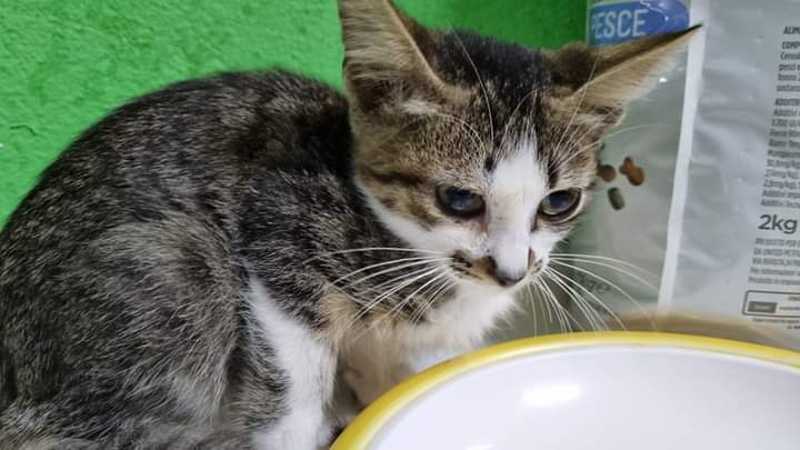 Sos a Radio Zampetta Sarda: cercasi casa per Celestino